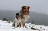 BERGER AUSTRALIEN - ADULT & PUPPY 071